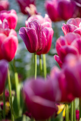 pink tulips blooming in a vibrant spring garden. Perfect for floral themes, garden symmetry concepts, seasonal promotions, wedding content nature backgrounds.