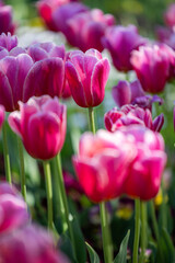 Obraz premium pink tulips blooming in a vibrant spring garden. Perfect for floral themes, garden symmetry concepts, seasonal promotions, wedding content nature backgrounds.