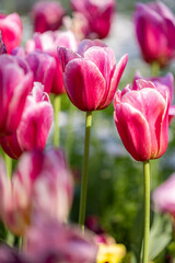 Obraz premium pink tulips blooming in a vibrant spring garden. Perfect for floral themes, garden symmetry concepts, seasonal promotions, wedding content nature backgrounds.