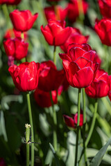 red tulips blooming in full sunlight during spring, capturing passion and bold elegance. Perfect for romantic designs, floral backgrounds seasonal content.