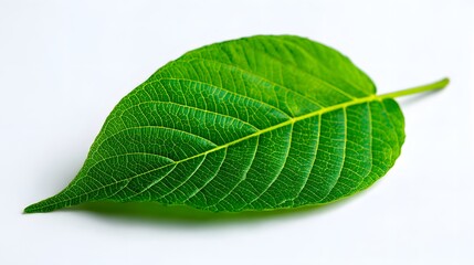 Obraz premium Vivid green leaf with intricate vein patterns rests on a white background.