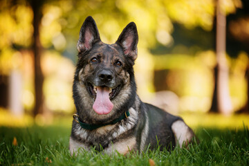 Portrait of a happy lying working gray german shepherd dog