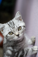 Neugierieges aktives Britisch Kurzhaar Kätzchen