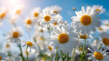 Fototapeta premium Field of daisies bathed in bright sunlight under a clear blue sky.