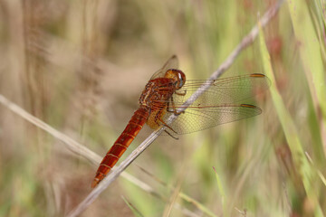 Feuerlibelle - Scarlet Darter