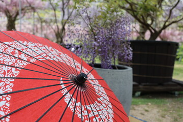 傘と藤