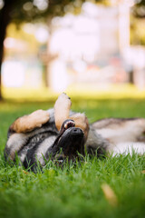 Happy working gray german shepherd dog playing and rolling  in the grass