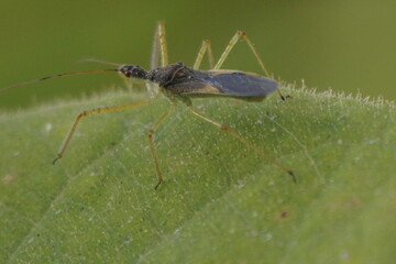 Fototapeta premium Insecto sobre hoja verde en fotografía macro