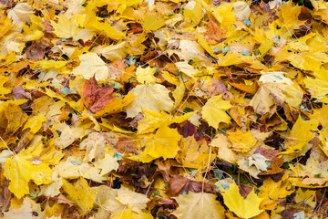 Fallen autumn leaves after rain