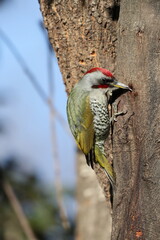 Japanese green woodpecker or Japanese woodpecker (Picus awokera) is a medium-sized woodpecker similar and closely related to the European green woodpecker, but endemic to Japan.