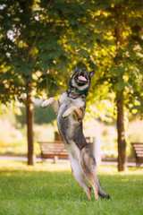 Working gray happy german shepherd dog jumping and playing on a meadow