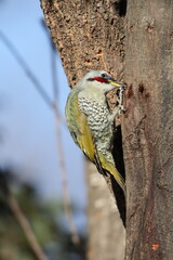 Japanese green woodpecker or Japanese woodpecker (Picus awokera) is a medium-sized woodpecker similar and closely related to the European green woodpecker, but endemic to Japan.