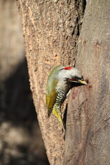 Japanese green woodpecker or Japanese woodpecker (Picus awokera) is a medium-sized woodpecker similar and closely related to the European green woodpecker, but endemic to Japan.