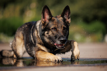 Working gray german shepherd dog crawling through a puddle