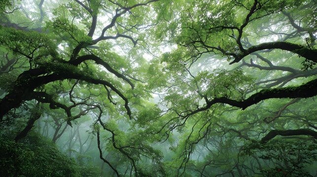Lush green canopy of ancient, gnarled trees in a misty forest.