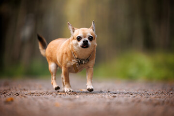 Little chihuahua dog walking in the forest