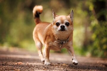 Little chihuahua dog walking in the forest
