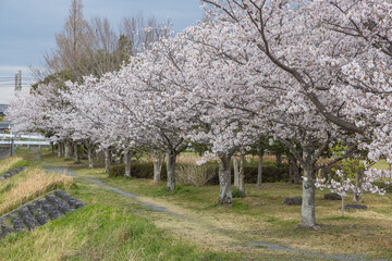 日本　静岡県磐田市豊田町のラブリバー公園沿いに咲く桜並木