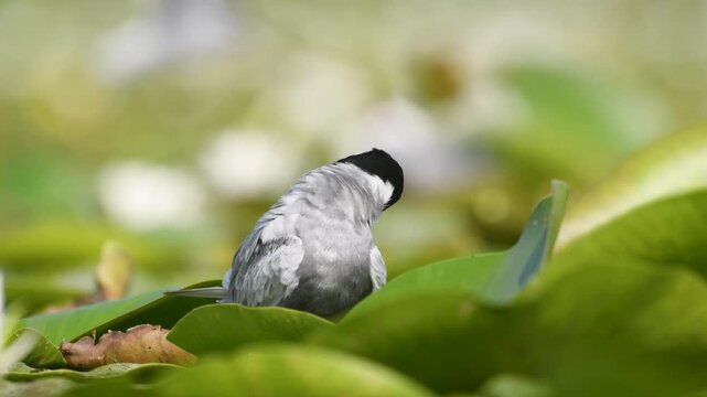 Video of a white-bearded tern on the nest