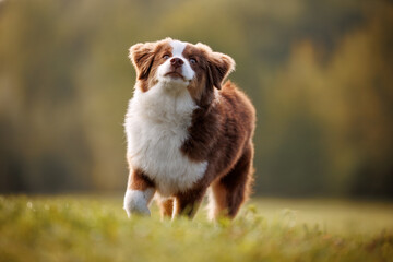 Little chocolate and white mini australian shepherd (aussie) running on a meadow