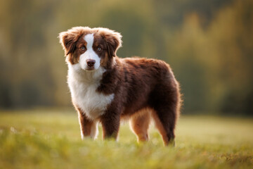 Little chocolate and white mini australian shepherd (aussie)  standing on the meadow