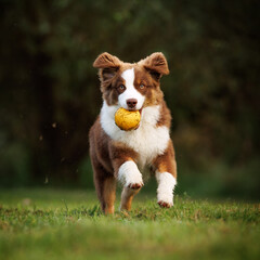 Little chocolate and white mini australian shepherd (aussie) running with a yellow ball