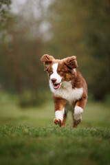 Little chocolate and white running mini australian shepherd (aussie)