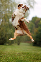 Little chocolate and white mini australian shepherd (aussie) jumping high on a meadow