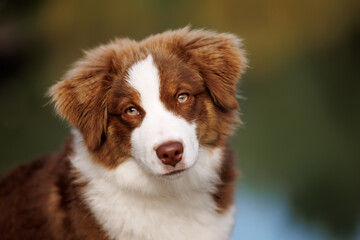 Portrait of a little chocolate and white mini australian shepherd (aussie) 