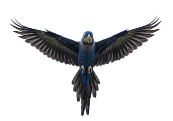 Isolated Hyacinth Macaw with Spread Wings, Bright Feathers and Distinctive Facial Markings