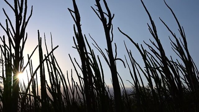 Spiny bush forest.