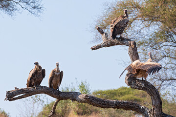 four vultures in a tree including ruppells vulture or gyps rueppelli bird and white-backed vulture or gyps africanus bird at tarangire national park tanzania