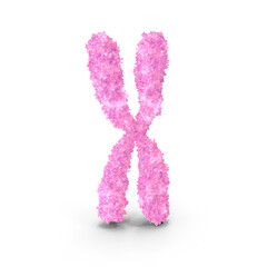 3D render of female X chromosome model for genetics and biology study