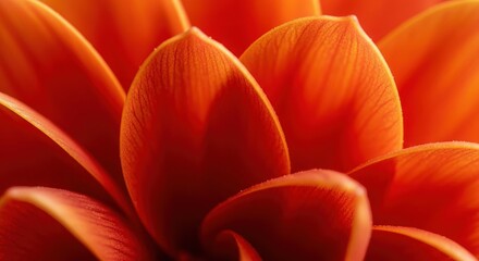 Close up of vibrant orange flower petals showcasing intricate details and textures