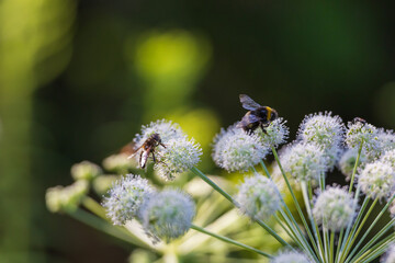 Forest wildflowers in a meadow in a wetland