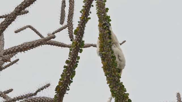 Verreaux sifaka eating leaves of spiny bush.