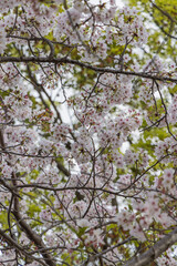 Obraz premium 春に咲き誇る満開の桜と花びらの風景