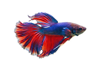 Isolated Betta splendens Siamese fighting fish with long flowing fin on a clear background