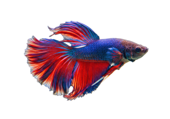 Isolated Betta splendens Siamese fighting fish with long flowing fin on a clear background
