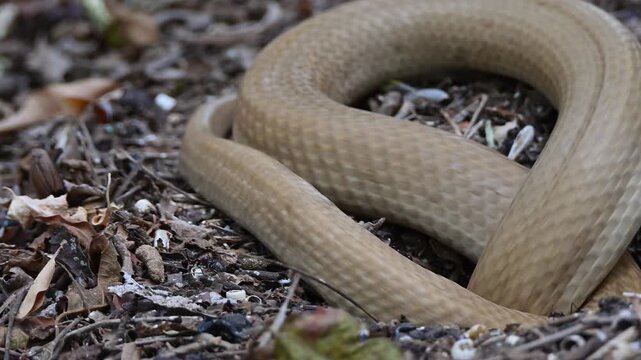 Hog nosed snake rapidly disappears down hole.
