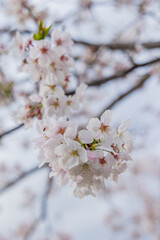 春に咲き誇る満開の桜と花びらの風景
