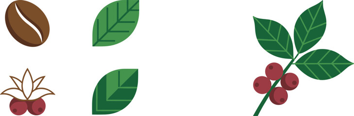 Coffee Plant Elements Including Bean, Leaves, and Berries leaf berry