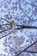 春に咲き誇る満開の桜と花びらの風景