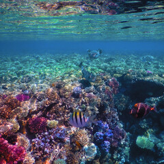 The world of the Red Sea