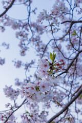春に咲き誇る満開の桜と花びらの風景