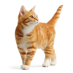 Obraz premium Adorable orange tabby kitten standing and looking up