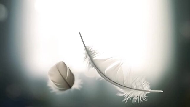 Delicate white feather floats gently in soft, ethereal light, evoking a sense of peace and lightness.
