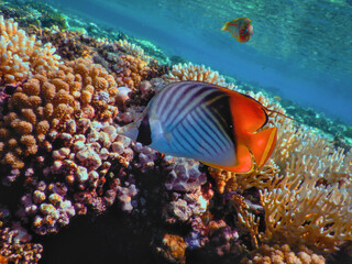 The world of the Red Sea