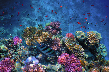 The world of the Red Sea