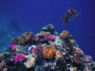 The world of the Red Sea